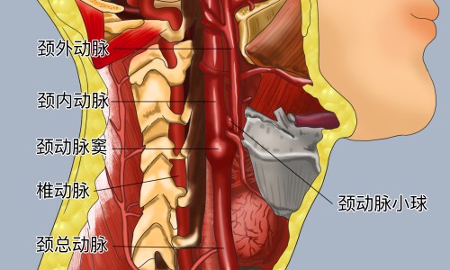 车前子的功效和作用主治-车前子的功效与作用吃法网- 车前子的功效作用与主治及禁忌和副作用知识,分享车前子的功效与作用吃法大全集