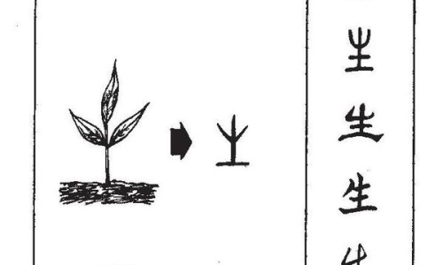 车前子的功效与作用吃法大全集-车前子的功效与作用吃法网- 车前子的功效作用与主治及禁忌和副作用知识,分享车前子的功效与作用吃法大全集